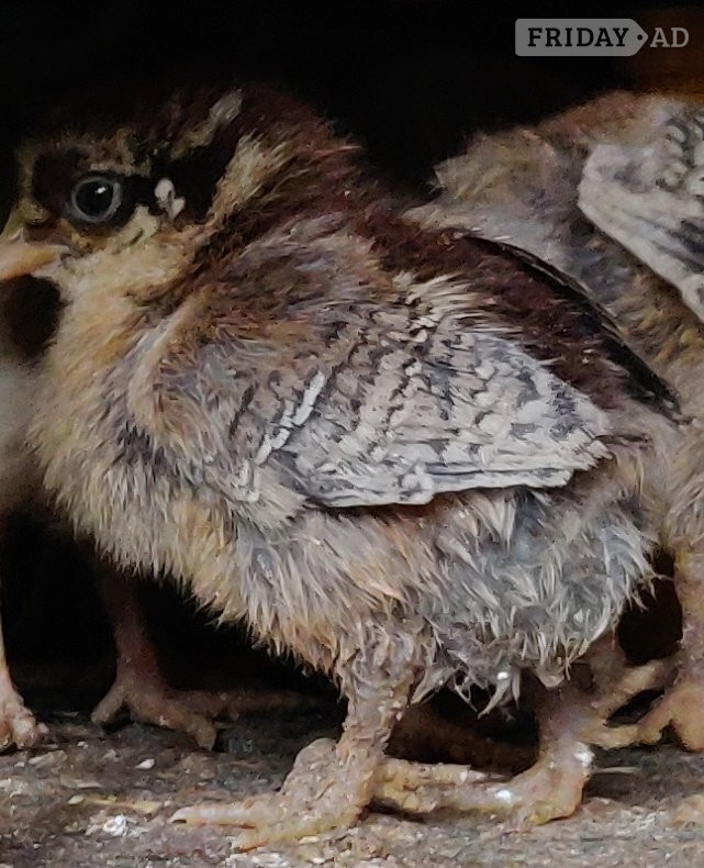 Newborn baby chicks for sale in London  - Livestock