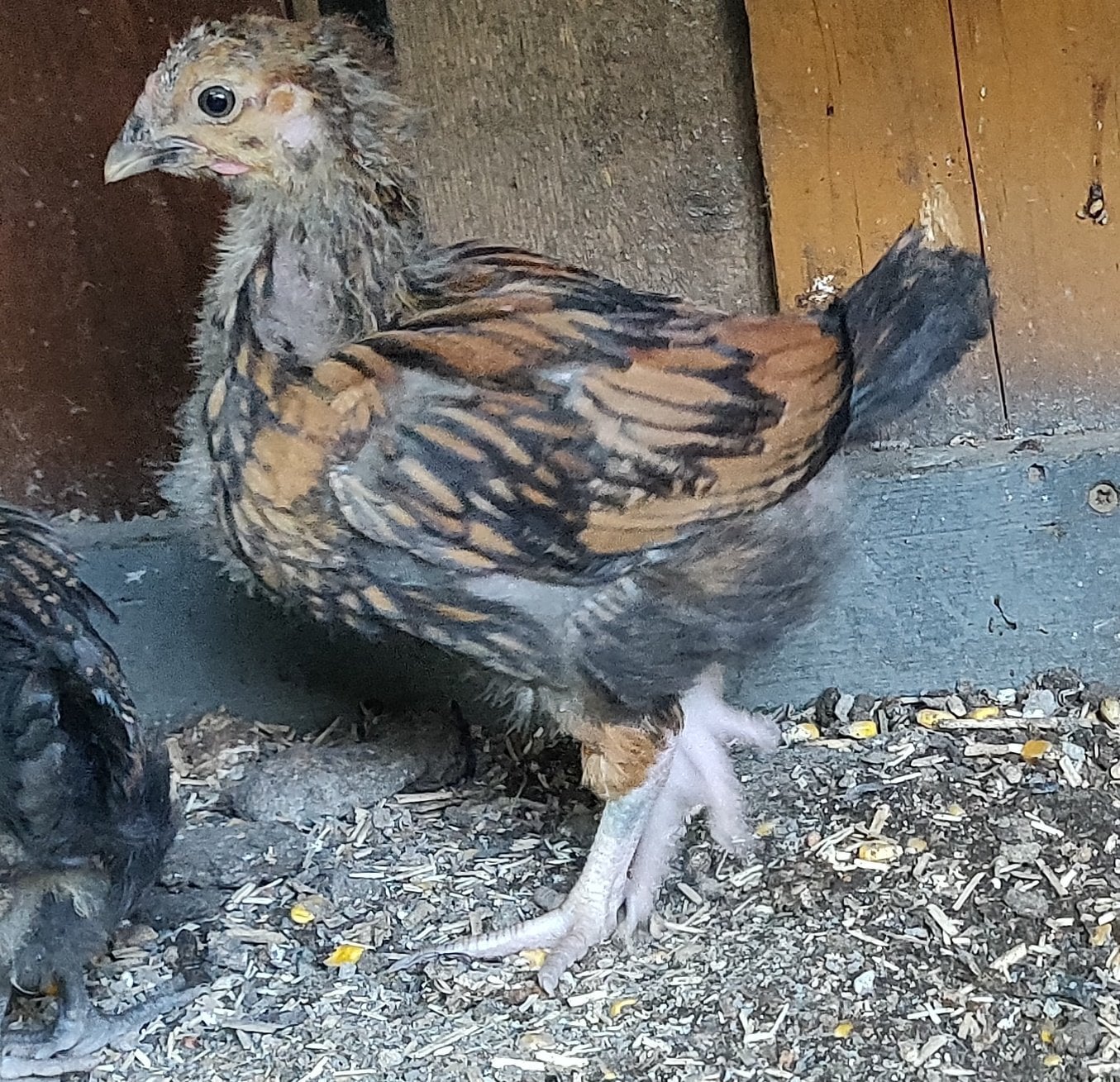 Ealing Newborn chicks for sale in London 