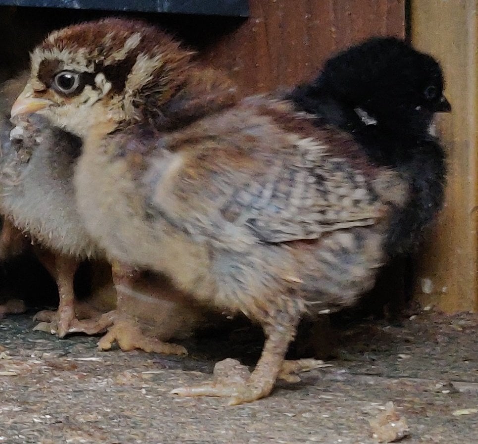 Newborn chicks for sale in London  - Livestock