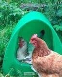 Poultry accessories, feeders, drinkers, bedding, feed etc
