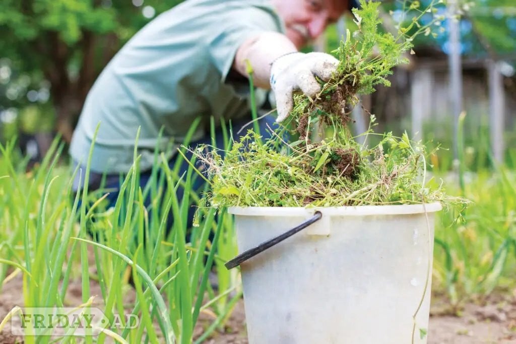 One off - day of Gardening - weeding, digging, clearing and moving materials in Hastings