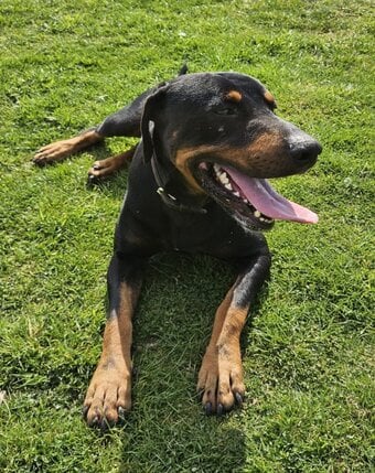 Doberman 6mo vaccinated/wormed 