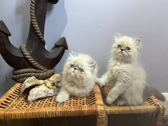 NOW ONLY 2 REMAINING , READY NOW STUNNING BLUE COLOURPOINT PERSIAN BOYS 