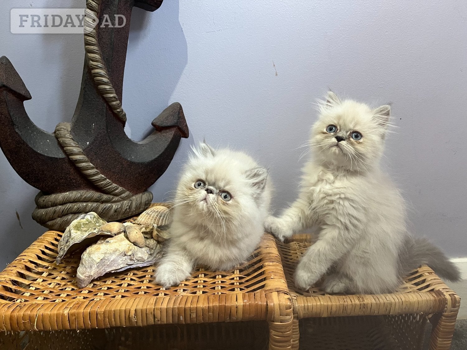 NOW ONLY 2 REMAINING , READY NOW STUNNING BLUE COLOURPOINT PERSIAN BOYS  in Bromley
