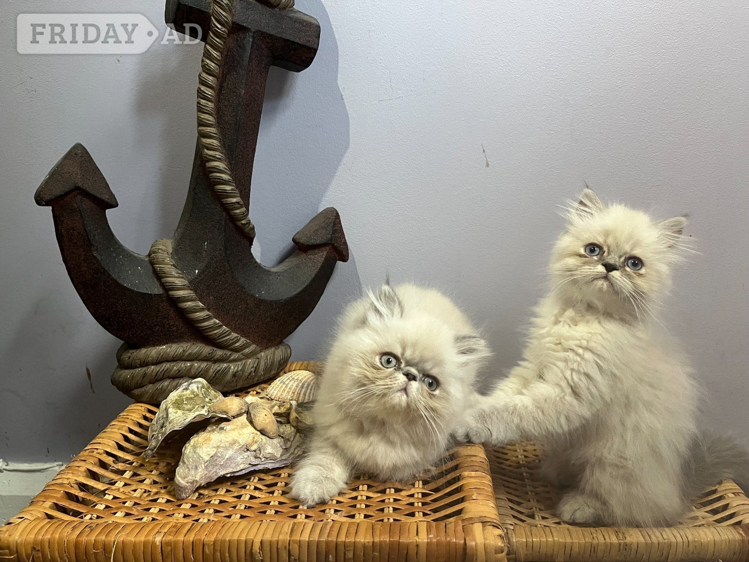 NOW ONLY 2 REMAINING , READY NOW STUNNING BLUE COLOURPOINT PERSIAN BOYS 