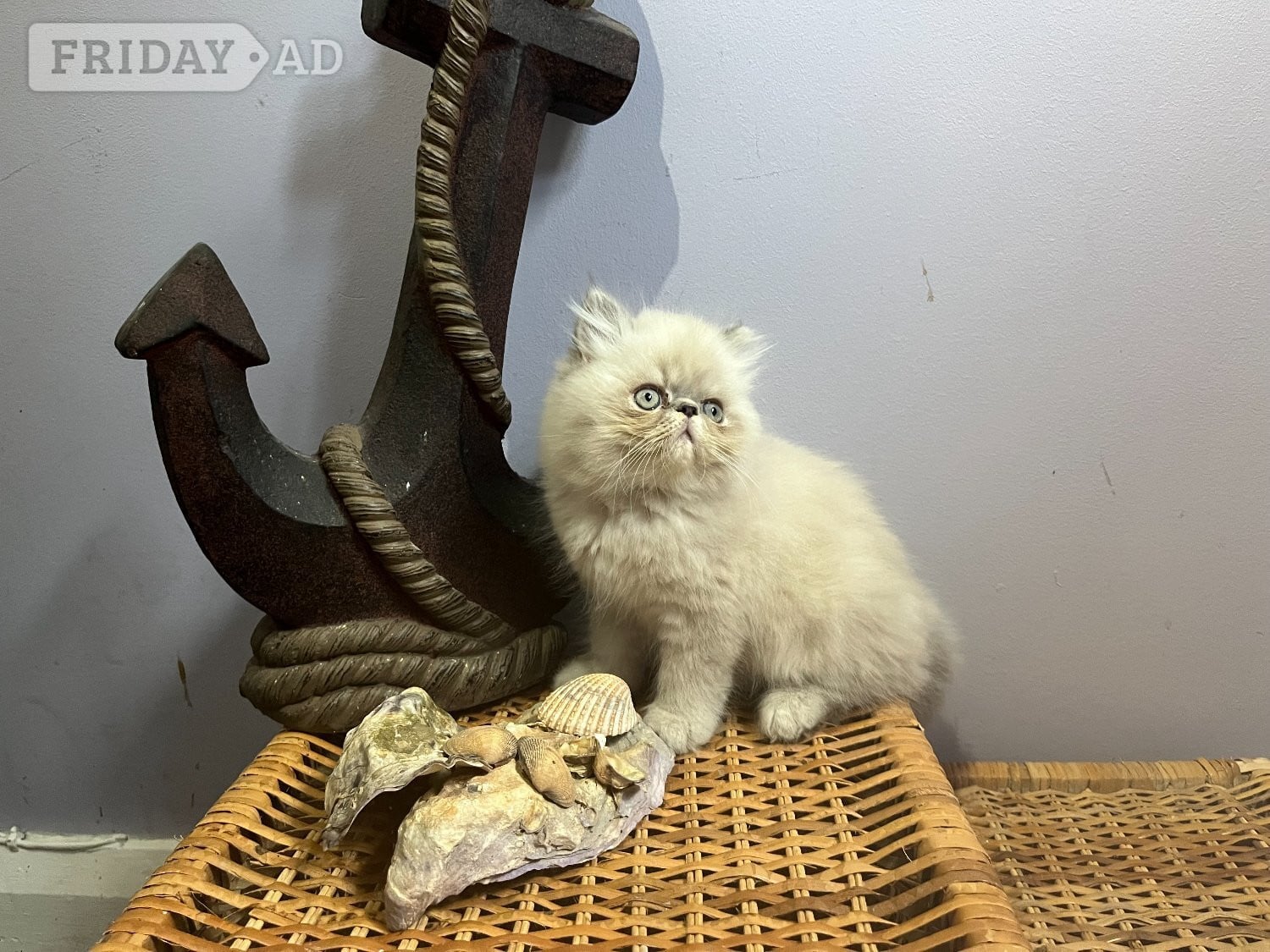 NOW ONLY 2 REMAINING , READY NOW STUNNING BLUE COLOURPOINT PERSIAN BOYS  - Cats & Kittens in Bromley