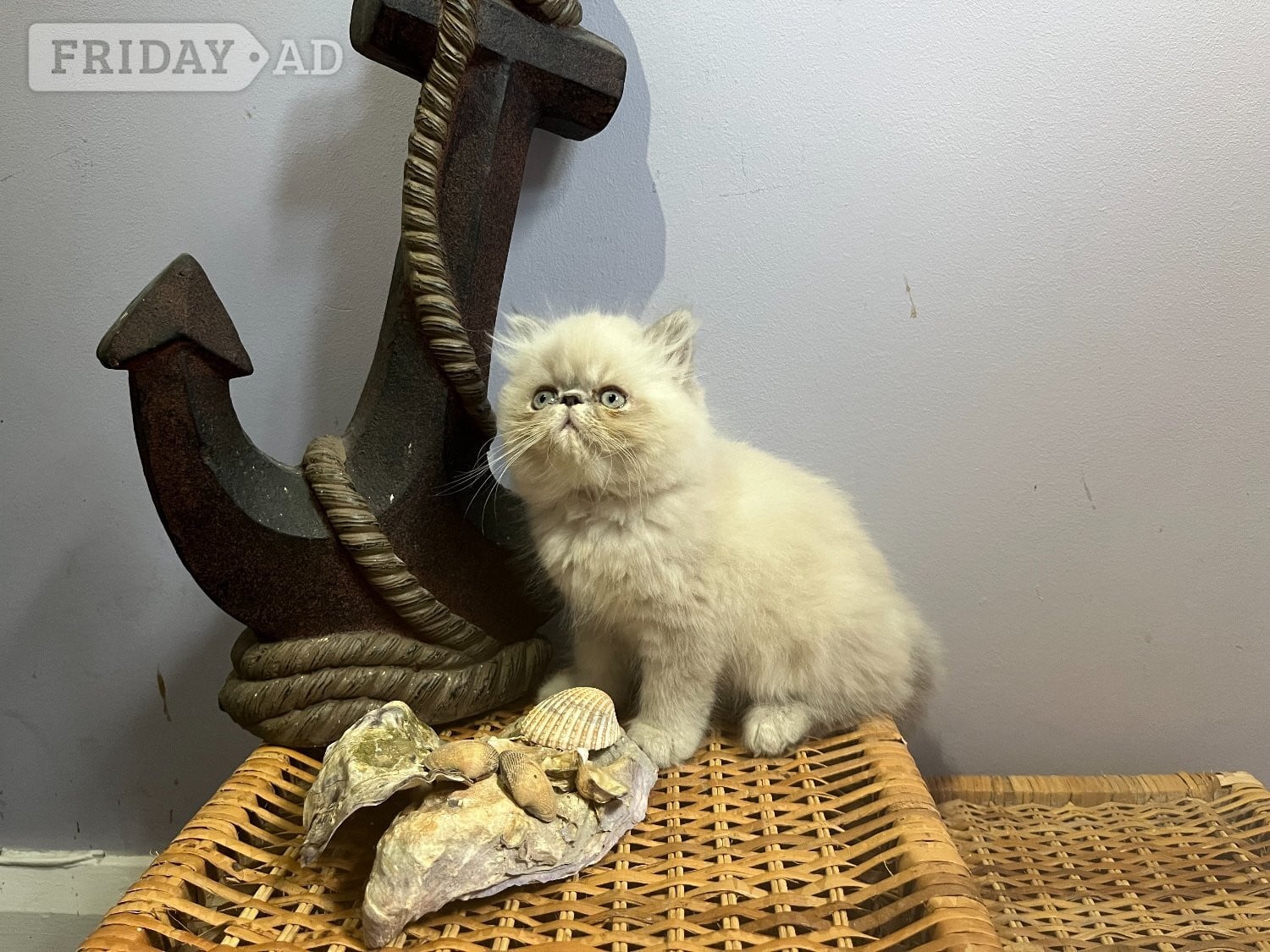 NOW ONLY 2 REMAINING , READY NOW STUNNING BLUE COLOURPOINT PERSIAN BOYS  - Cats & Kittens