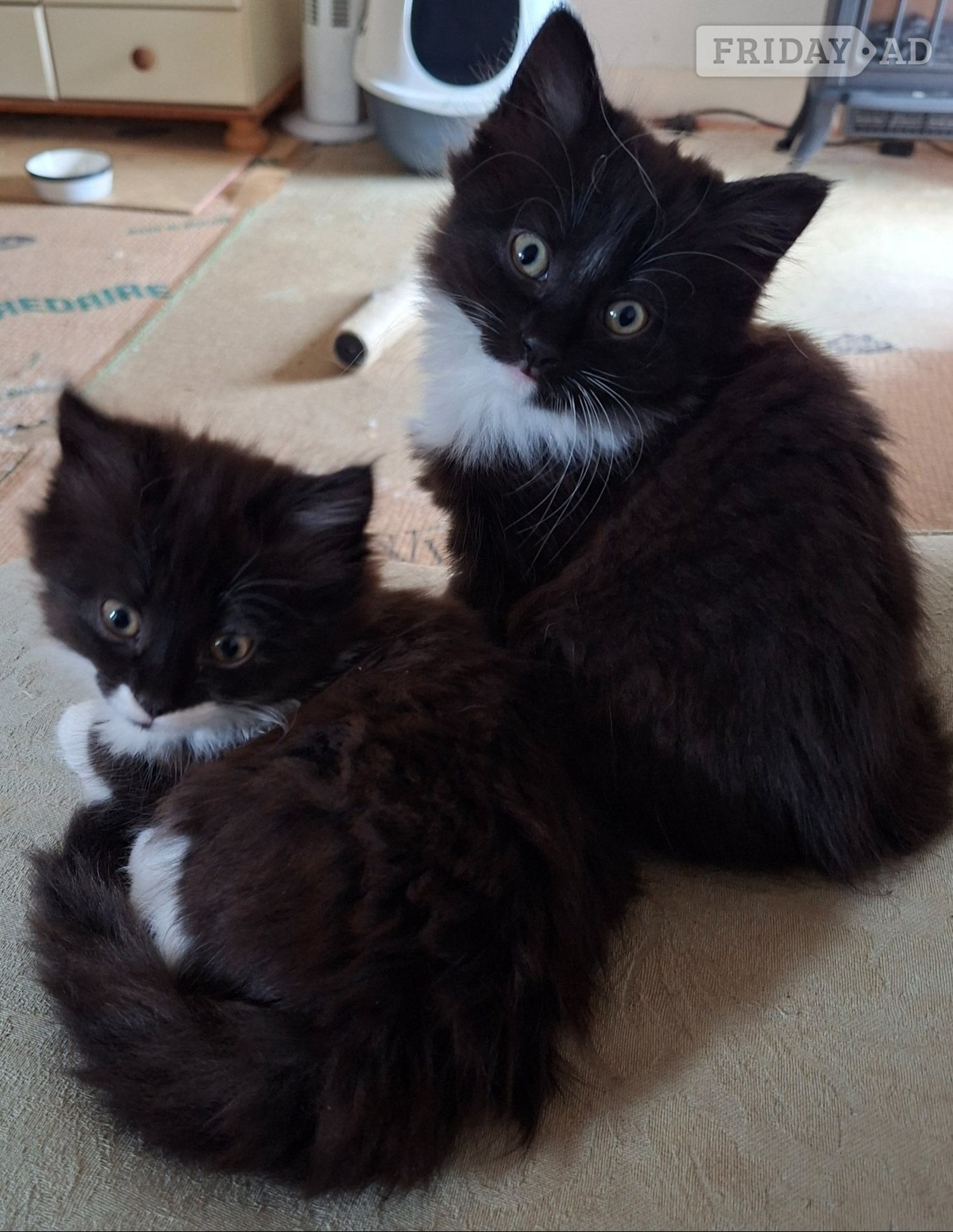 2 Black and White affectionate  females. in Battle