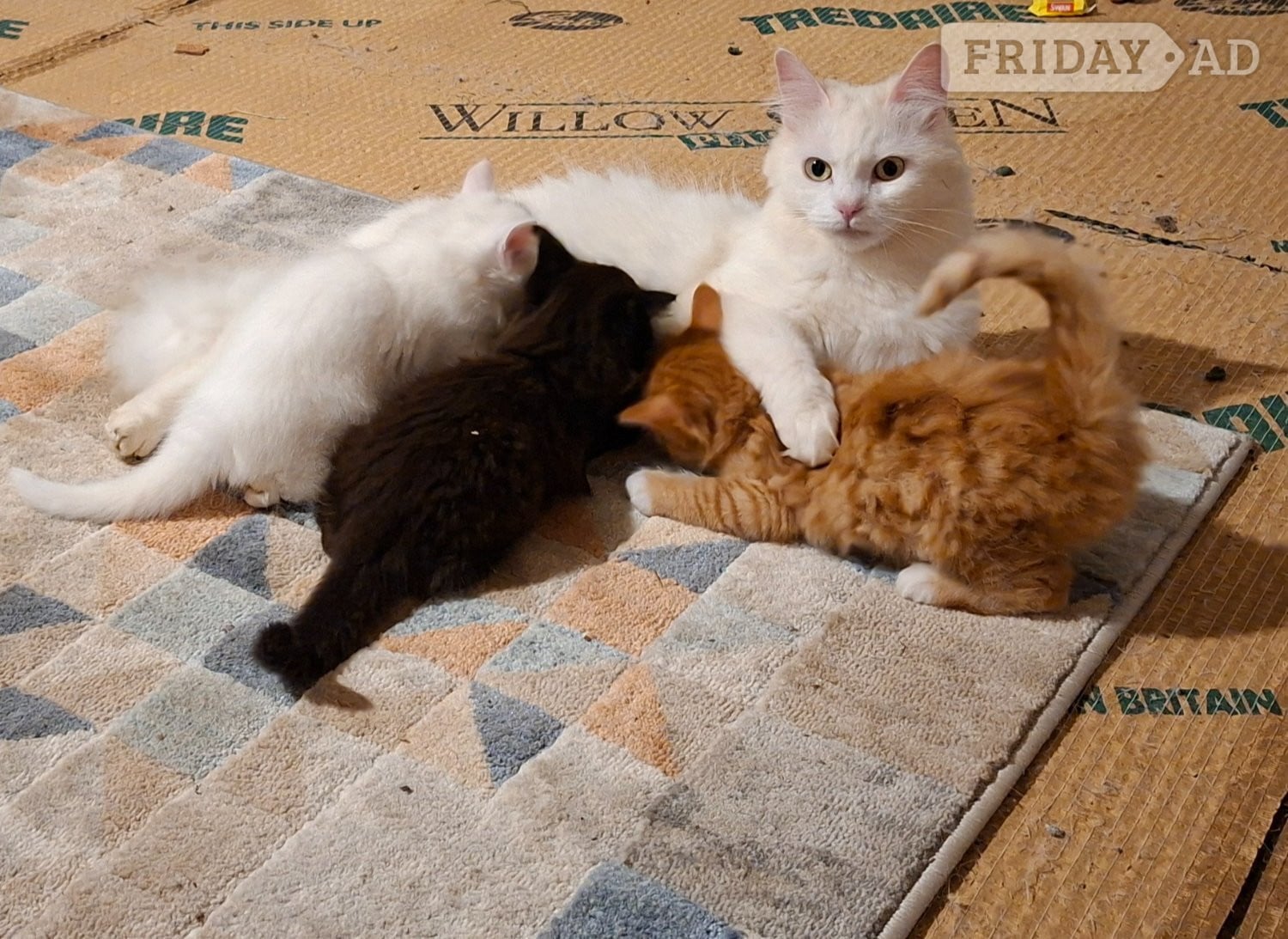 Battle 2 Black and White affectionate  females.