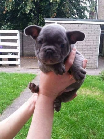 Beautiful Blue French Bulldog Puppies – Ready for Their Forever Homes!