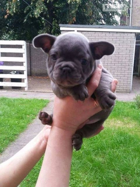 Beautiful Blue French Bulldog Puppies – Ready for Their Forever Homes!