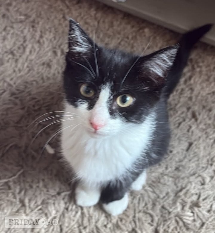 Main coon girl kitten in Rotherham