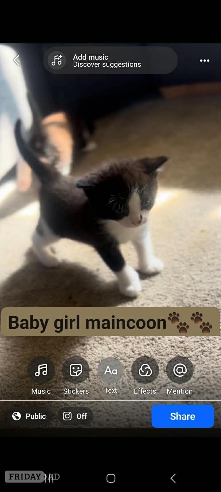 Main coon girl kitten