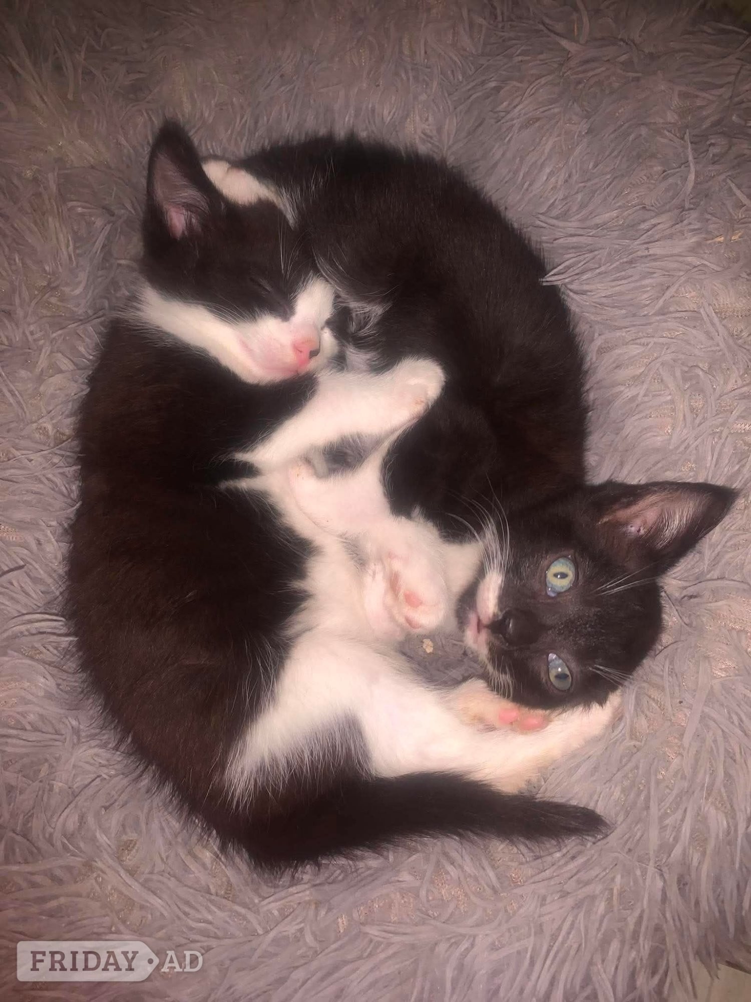 Rotherham Main coon girl kitten