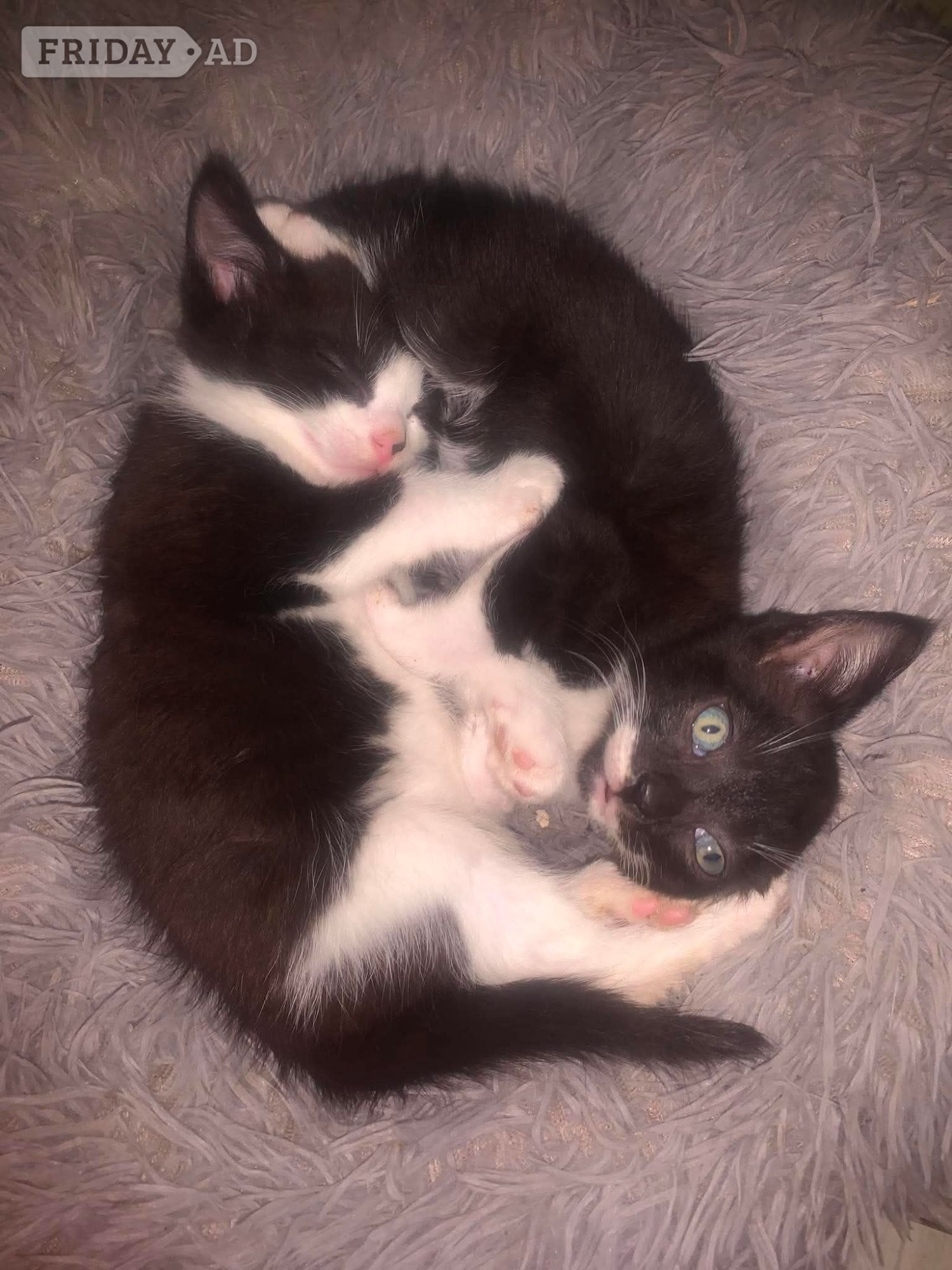 Mixed main coon calico  in Rotherham