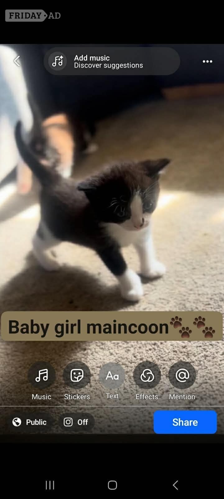 Mixed main coon calico 