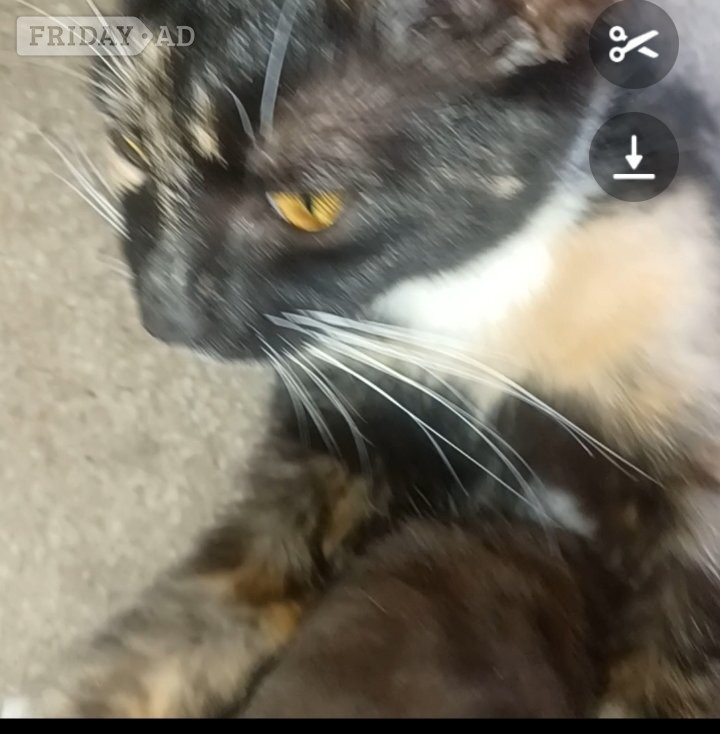 Mixed main coon calico  - Cats & Kittens