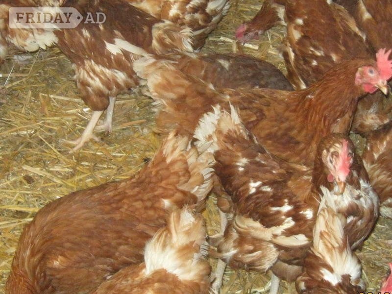 Rescued Chickens / Egg laying Hens £6 each 5 for £25 in Henley-On-Thames