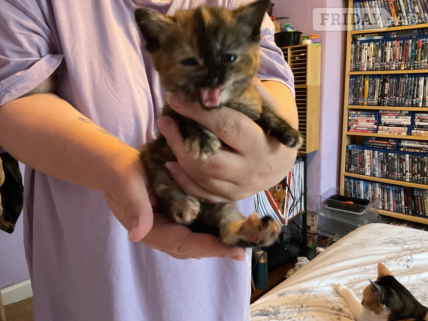Two domestic kittens available  in Chippenham