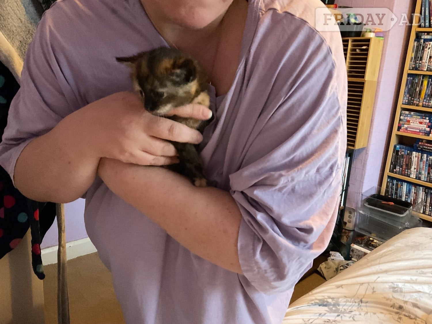 Two domestic kittens available 