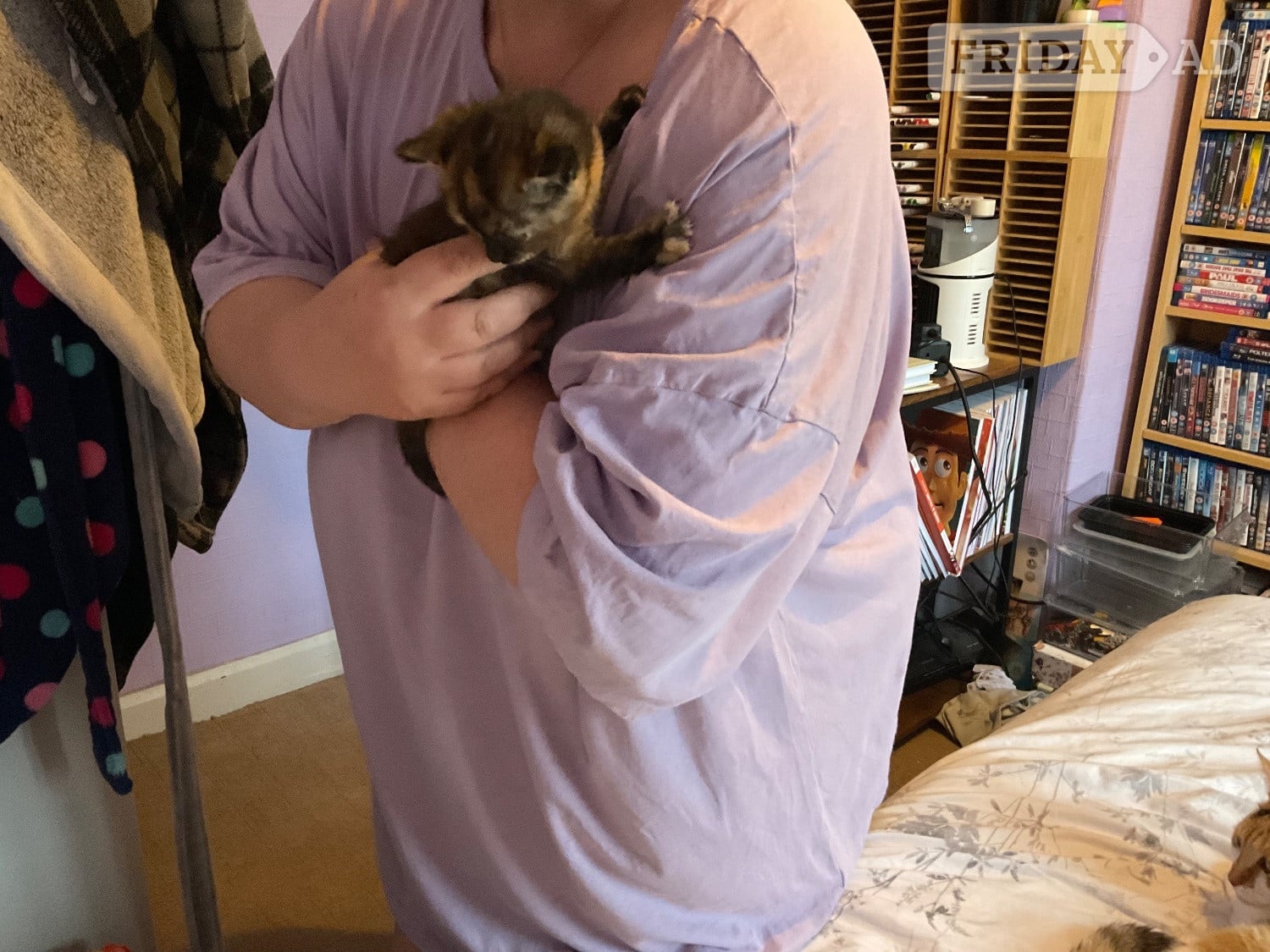 Chippenham Two domestic kittens available 