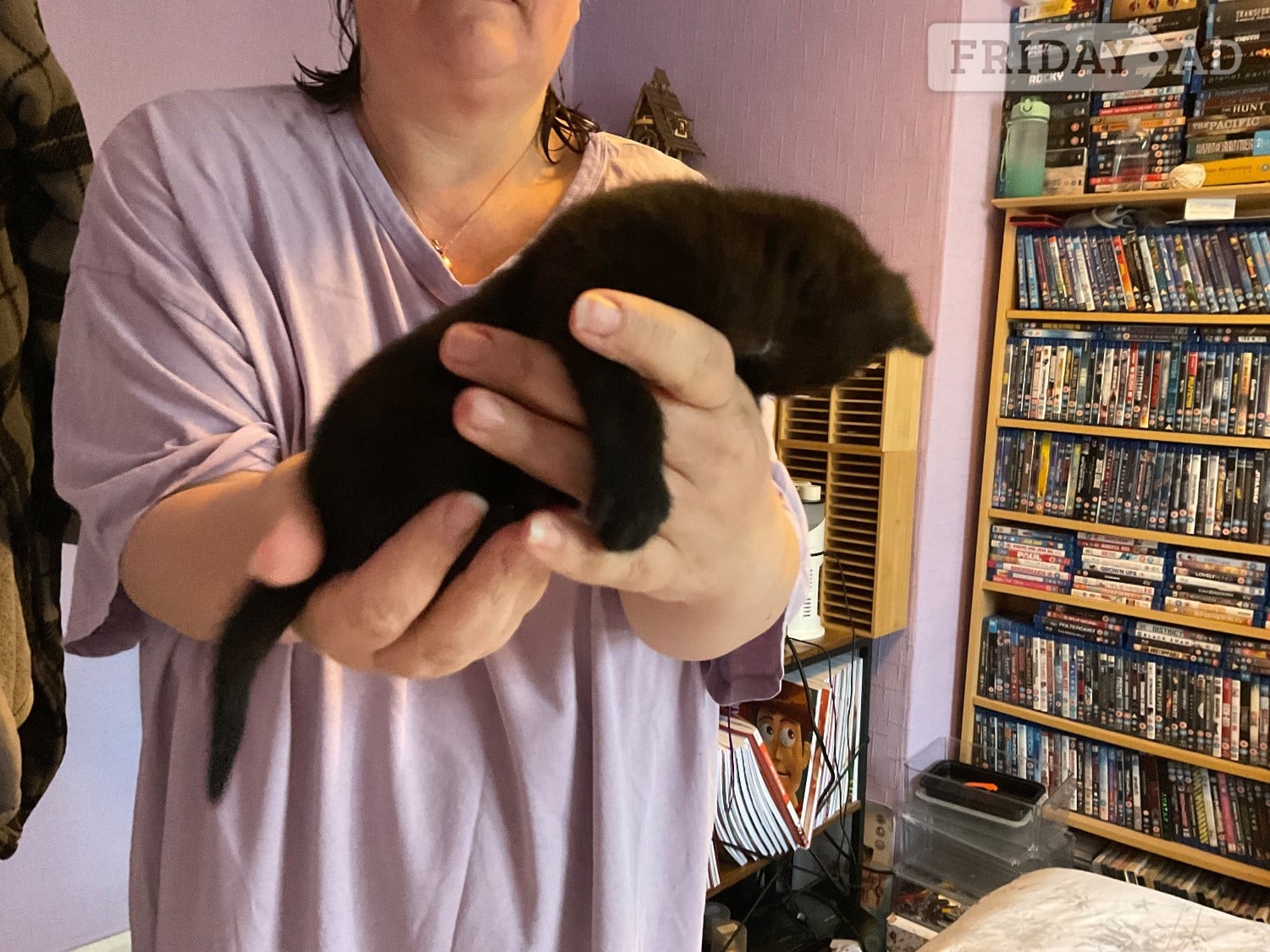 Two domestic kittens available  - Cats & Kittens