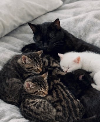 3 Beautiful kittens 