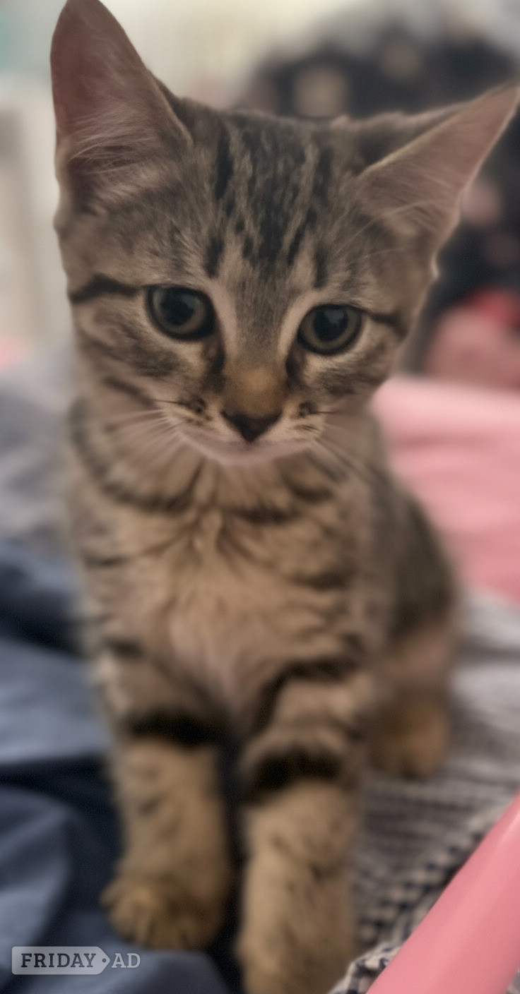 3 Beautiful kittens  - Cats & Kittens in Shoreham-By-Sea