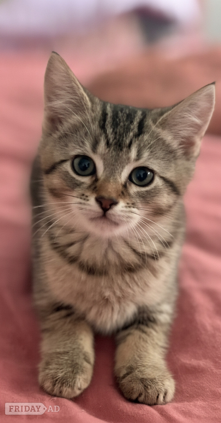 3 Beautiful kittens  - Cats & Kittens