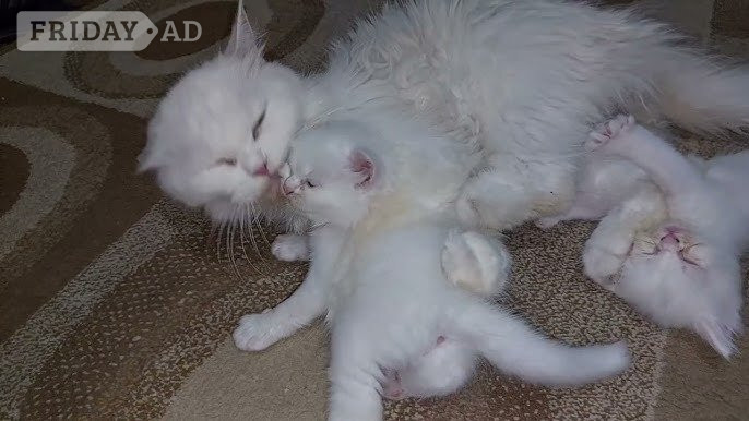 Tica Peace Persian Kittens in Braintree