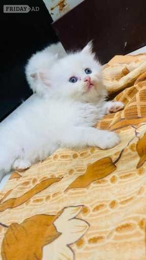 Tica Peace Persian Kittens