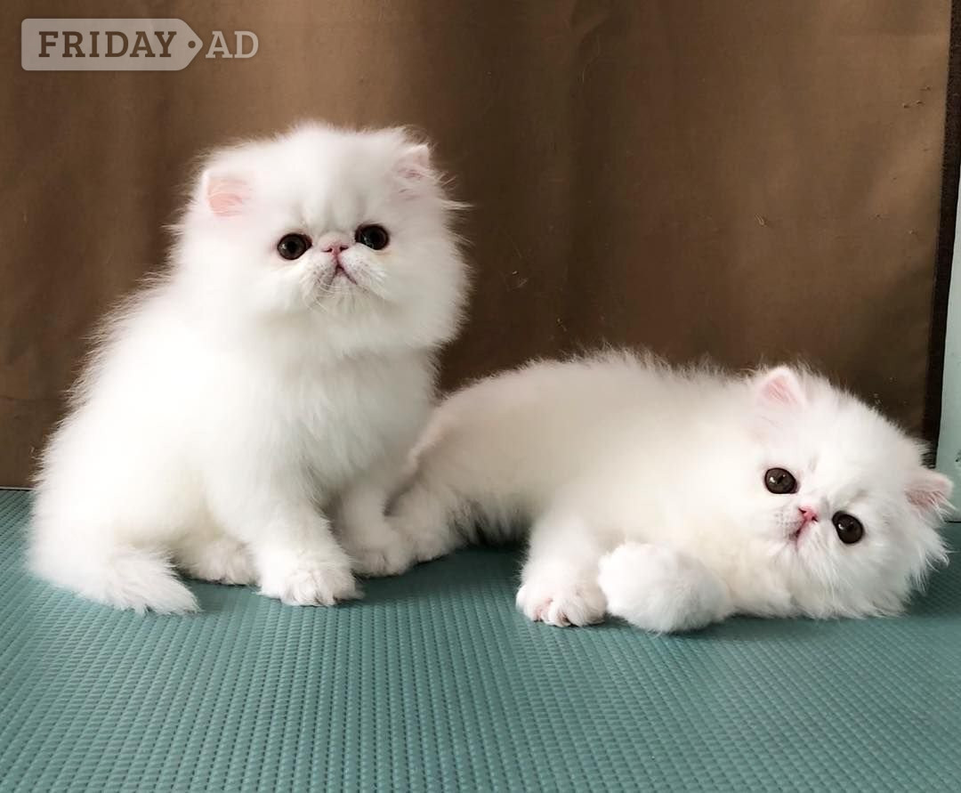 Braintree Tica Peace Persian Kittens