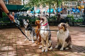 Pet sitter  for your lovely dogs in Skegness