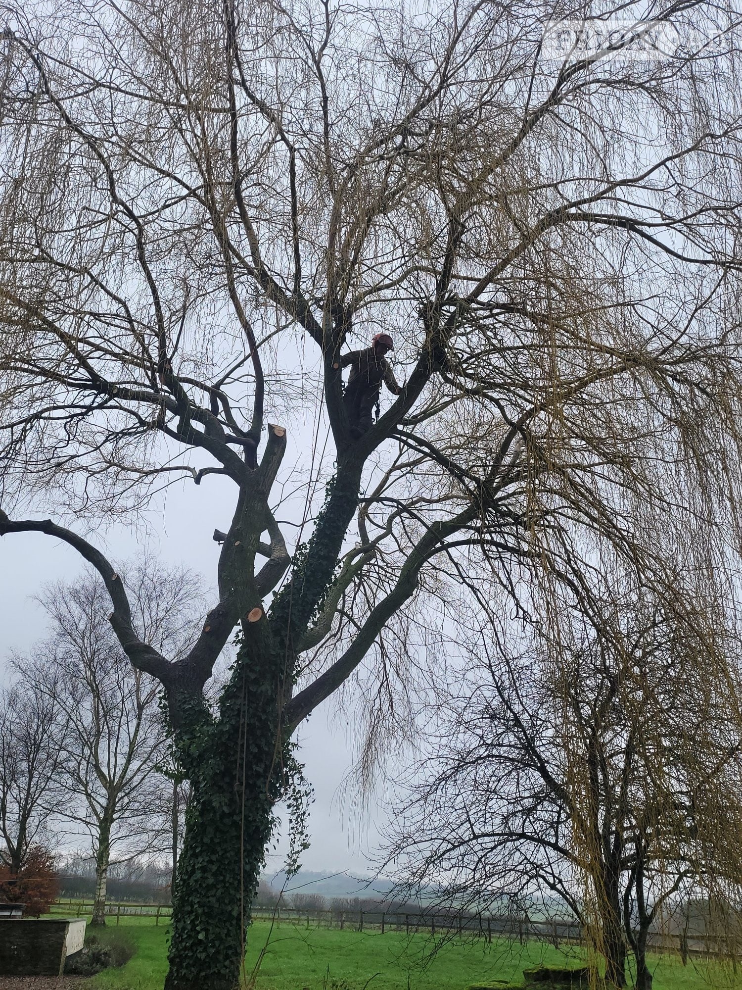 Groundie needed for tree surgery business in Monmouth