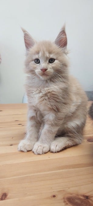MAINE COON FOR SALE
