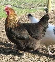 Hybrid chickens, various colours/breeds from POL
