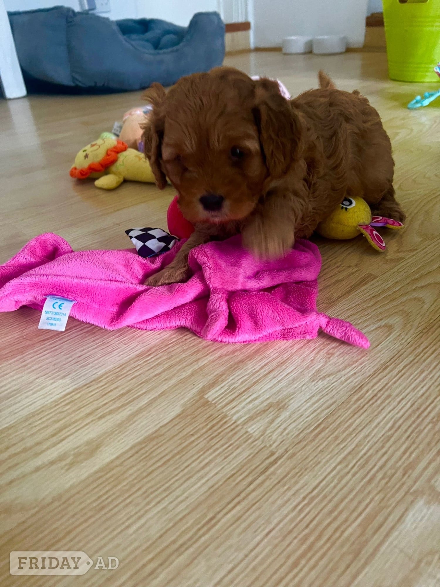 Beautiful Cavapoo puppies