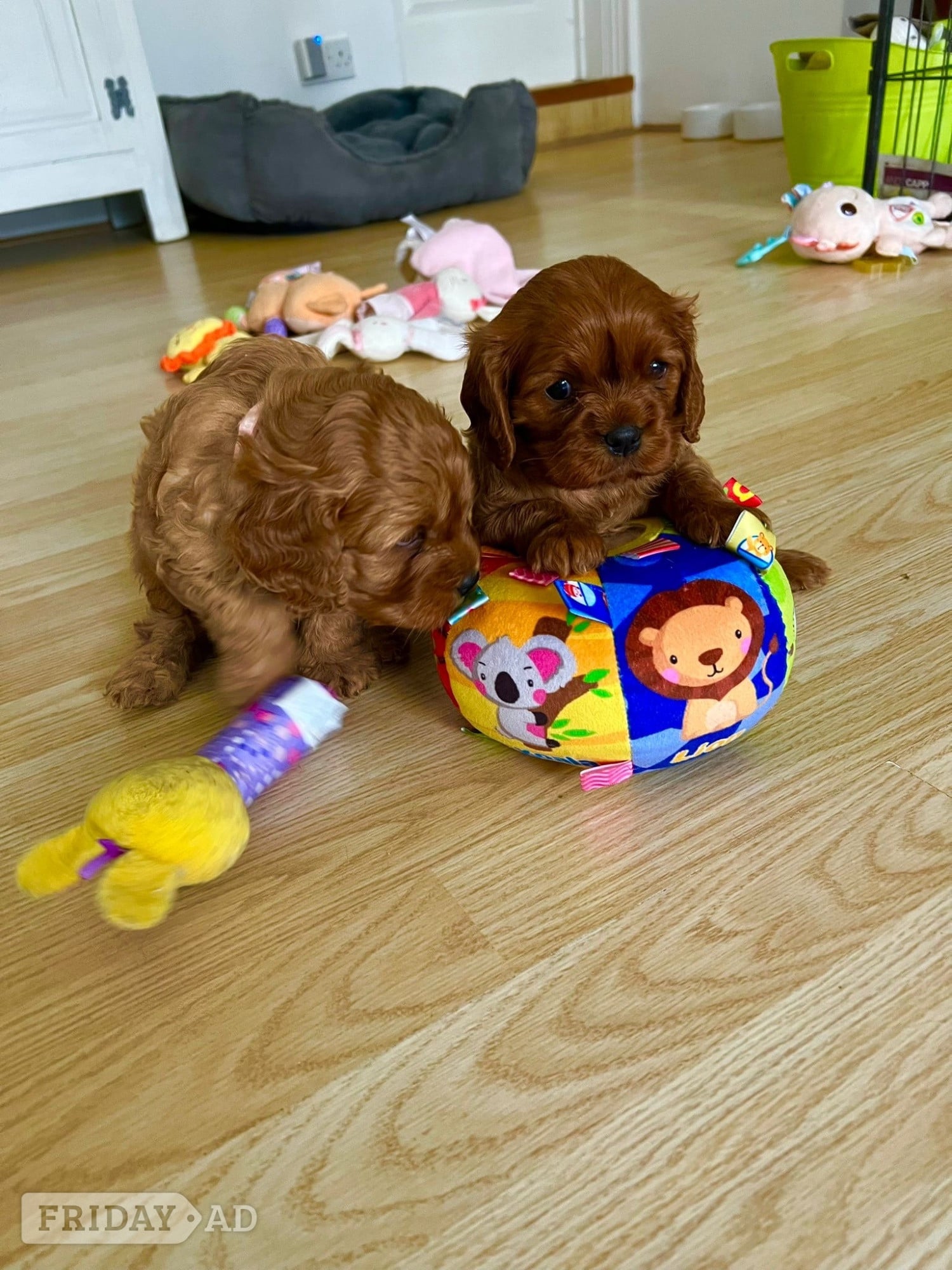 Egham Beautiful Cavapoo puppies