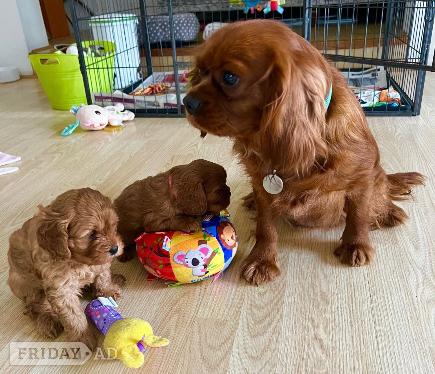 Beautiful Cavapoo puppies - Dogs & Puppies in Egham