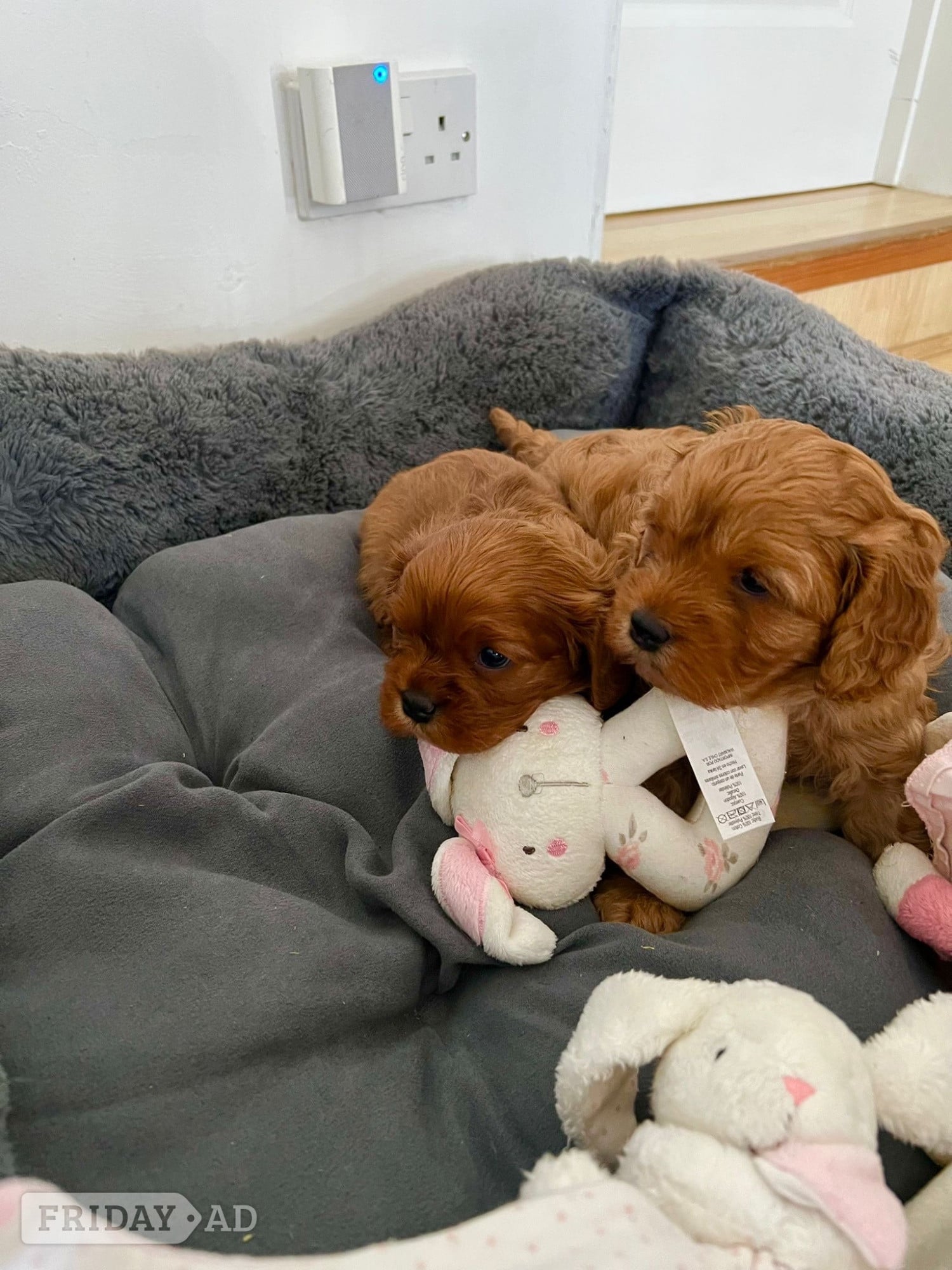 Beautiful Cavapoo puppies - Dogs & Puppies