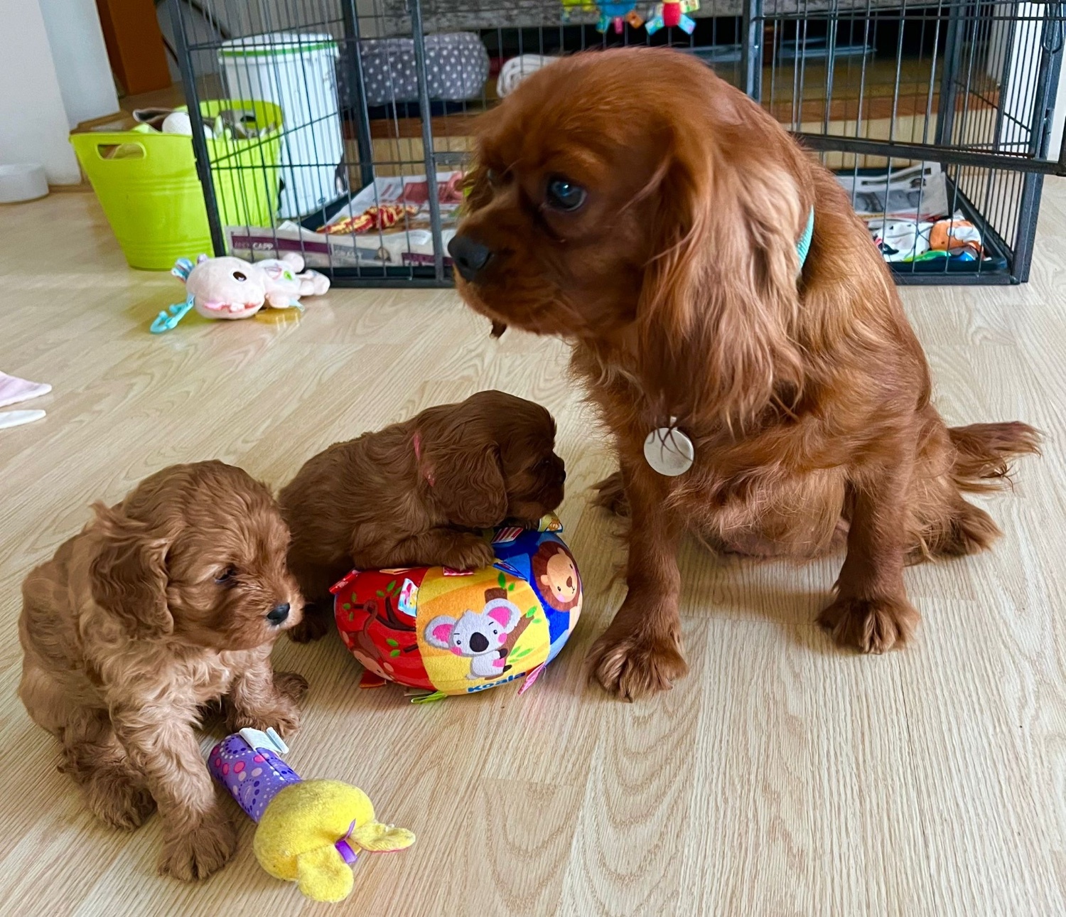 Beautiful Cavapoo puppies - Dogs & Puppies in Egham