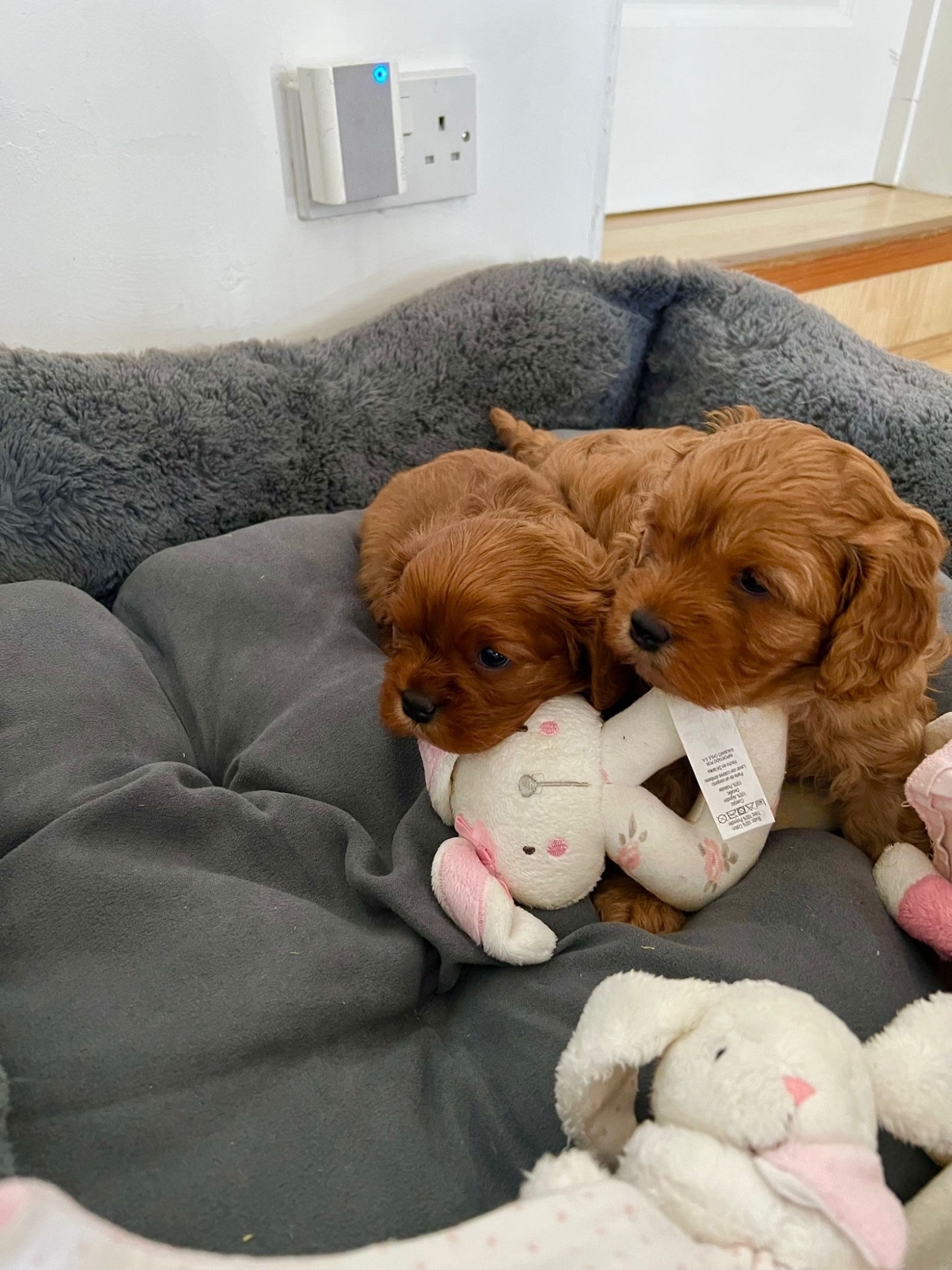 Beautiful Cavapoo puppies - Dogs & Puppies