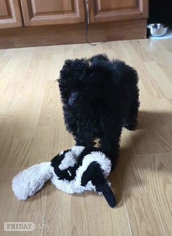 Gorgeous KC Toy Poodle Girl For Sale