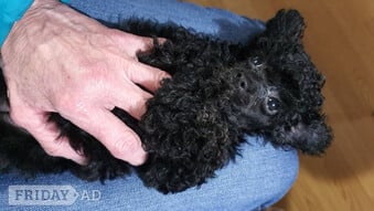 Gorgeous KC Toy Poodle Girl For Sale