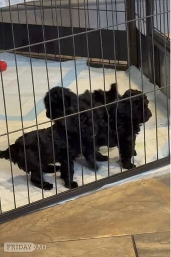 Gorgeous KC Toy Poodle Girl For Sale