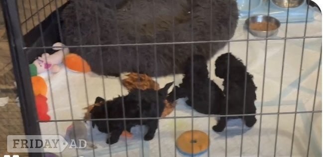 Gorgeous KC Toy Poodle Girl For Sale