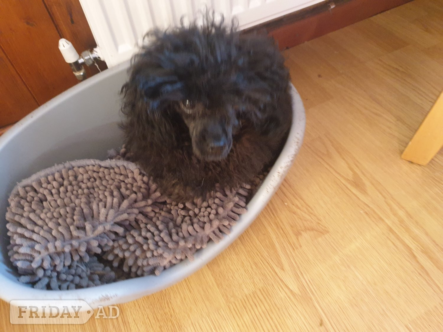 Bangor Gorgeous KC Toy Poodle Girl For Sale