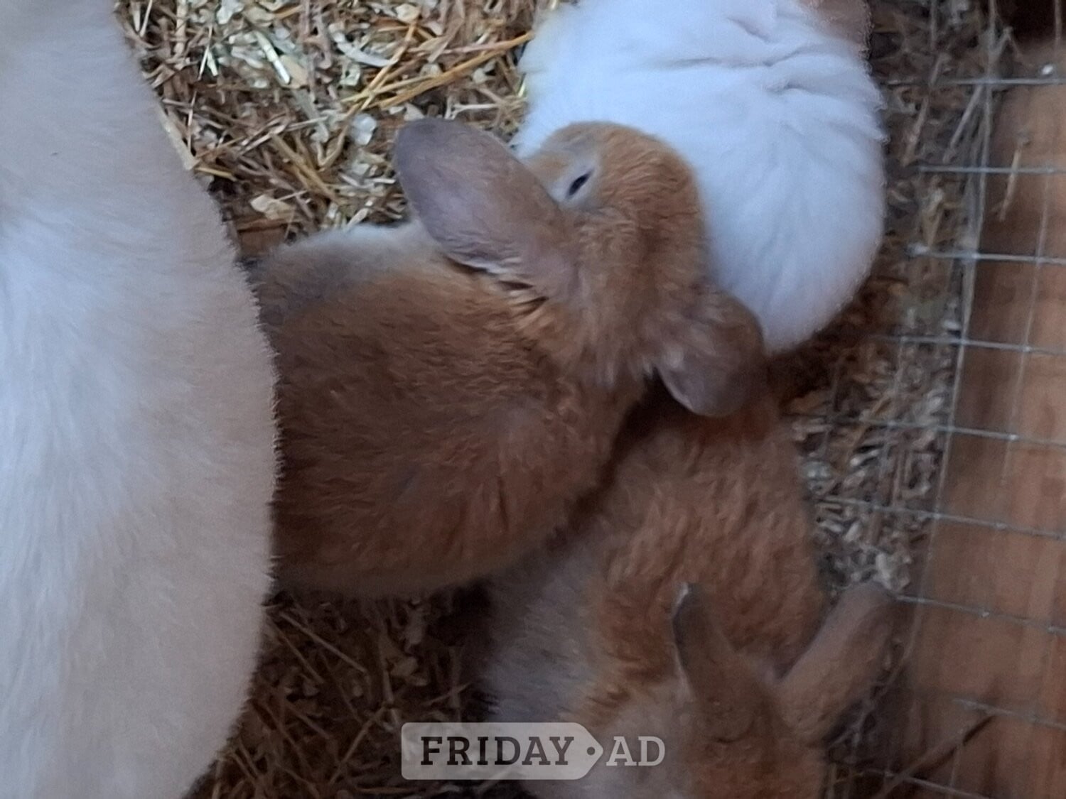 Beautiful rabbit lops !!! Pure lops and dwarfs