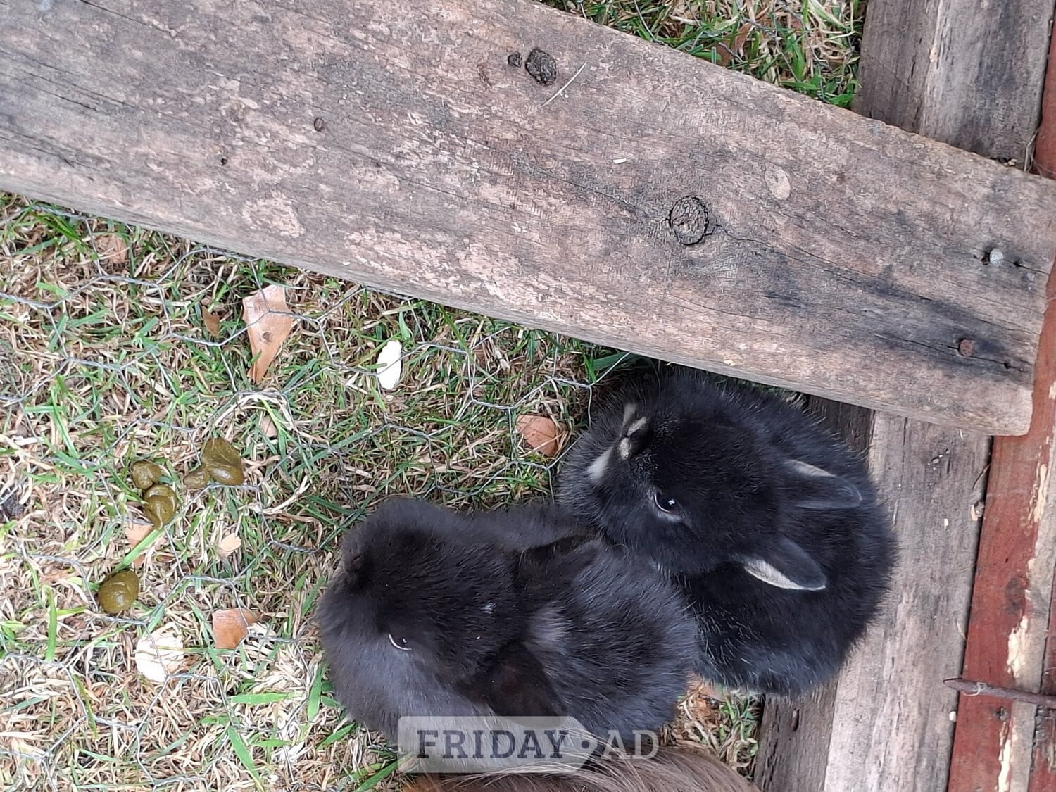 Spalding Beautiful rabbit lops !!! Pure lops and dwarfs