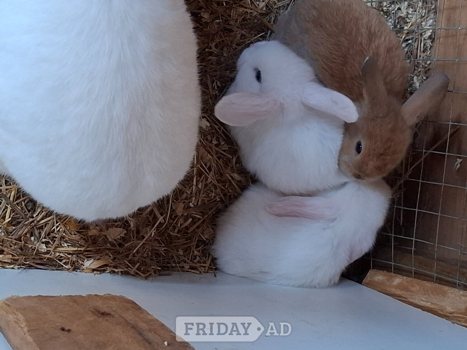 Beautiful rabbit lops !!! Pure lops and dwarfs - Rabbits in Spalding